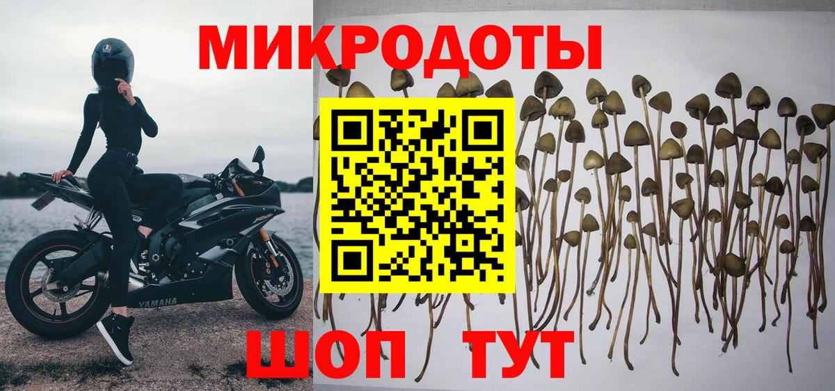 Галлюциногенные грибы Cubensis  Галлюциногенные грибы прущие грибы  Вход с VPN  Котовск 